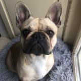 Photo de chien perdu à Jugon Les Lacs