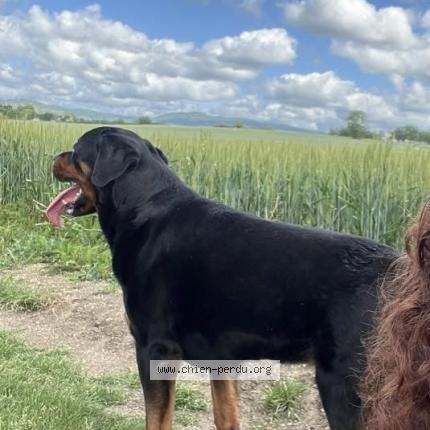 Photo 1/1 Pantoufle Chien perdu à Davayat