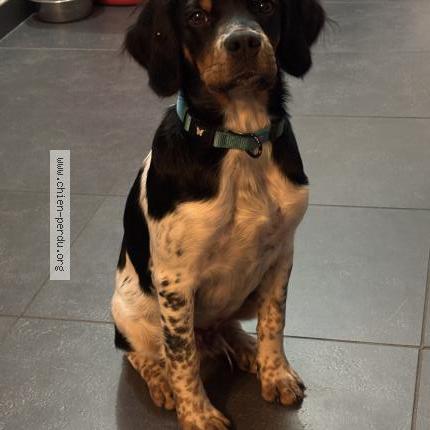 Photo 1/1 Chien retrouvé Perdu à Le gua