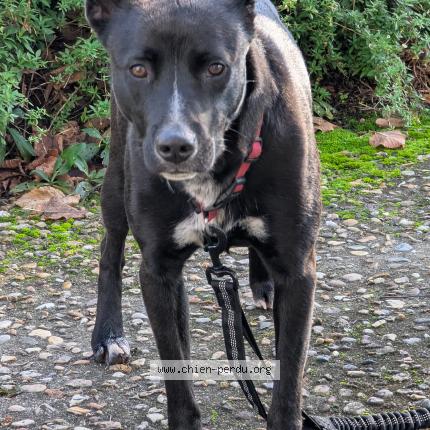 Photo 1/1 Chien retrouvé Trouvé à Saint romain la virvee