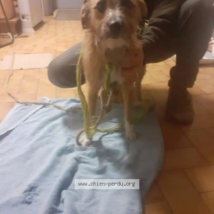 Photo 1/1 Nala Chien perdu à Chamboulive