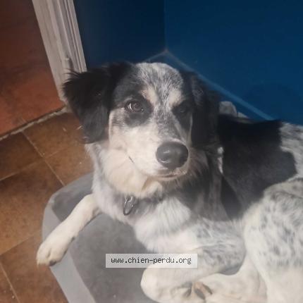 Photo 1/1 Chien retrouvé Perdu à Saint Andre