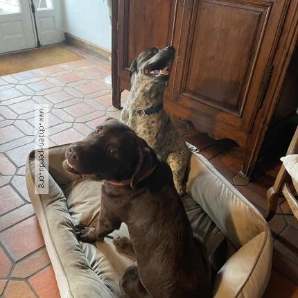 Photo 1/1 Petrus Chien perdu à Minihic sur rance