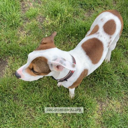 Photo de chien perdu à Dahlenheim