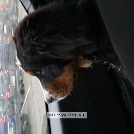 Photo 1/1 Chien retrouvé Trouvé à Prechacq les bains