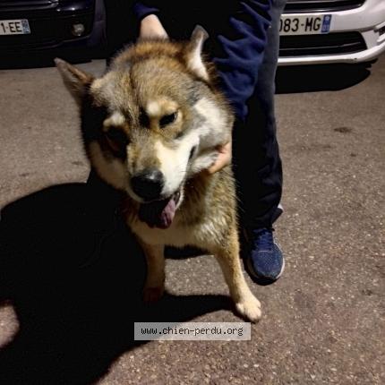 Photo 1/1 Chien retrouvé Trouvé à Miribel