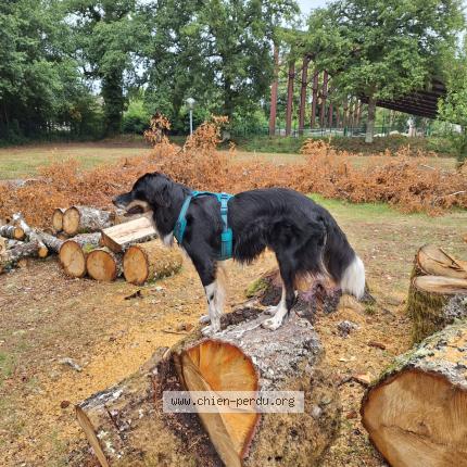 Photo 1/1 Chien retrouvé Perdu à Limoges