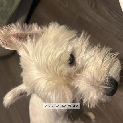 Photo 1/1 Chien retrouvé Trouvé à Chelles