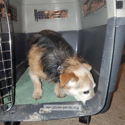 Photo 1/1 Chien retrouvé Trouvé à Sours