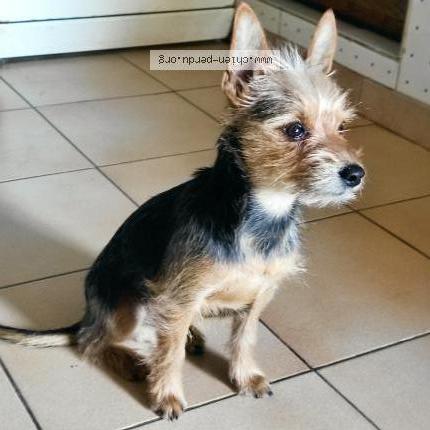 Photo 1/1 Chien retrouvé Trouvé à Nimes