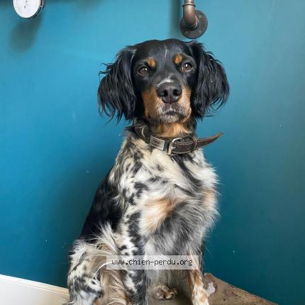 Photo 1/1 Chien retrouvé Perdu à Le mans