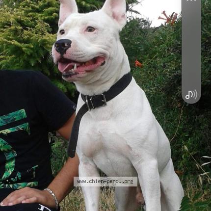 Photo 1/1 Milk Chien perdu à Val de sibourg