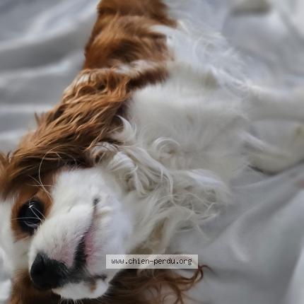 Photo 1/1 Chien retrouvé Perdu à Ruaudin