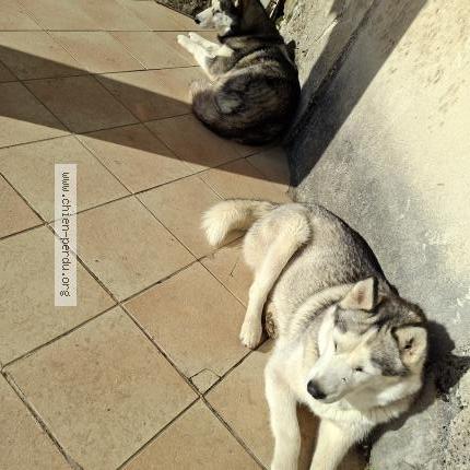 Photo 1/1 Cristal Chien perdu à Fleurance