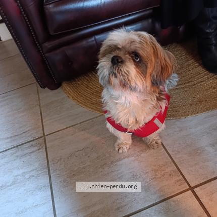 Photo 1/1 Chien trouvé Trouvé à Liziere