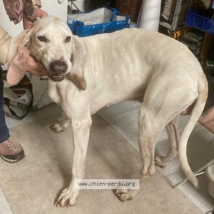 Photo 1/1 Chien retrouvé Trouvé à Crolles