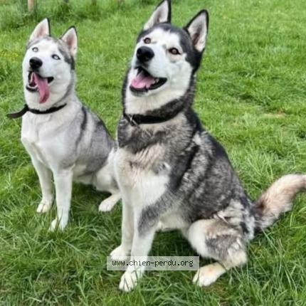 Photo 1/1 Chien retrouvé Perdu à Fleurance