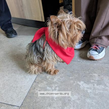 Photo 1/1 Chien retrouvé Trouvé à Toulouse