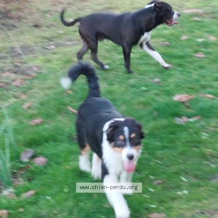 Photo 1/1 Chien retrouvé Trouvé à Parentis en born