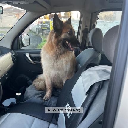 Photo 1/1 Chien retrouvé Trouvé à Charnoz sur ain