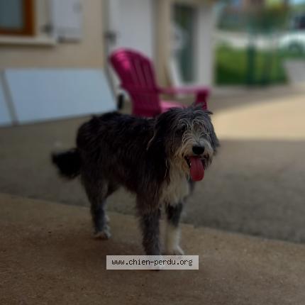 Photo 1/1 Chien retrouvé Perdu à Morez