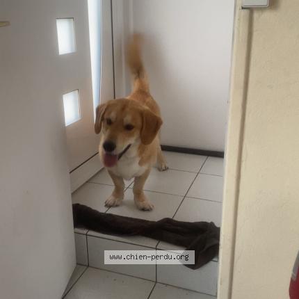 Photo 1/1 Chien retrouvé Trouvé à Milizac