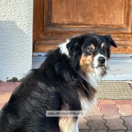 Photo 1/1 Chien retrouvé Perdu à Morez hauts de bienne