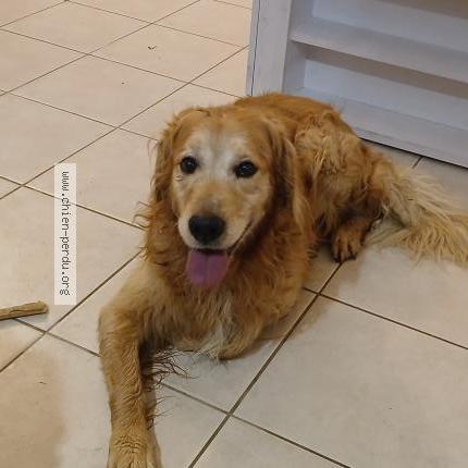 Photo 1/1 Chien trouvé Trouvé à Caplong