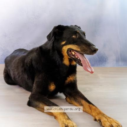 Photo 1/1 Chien retrouvé Perdu à Melesse