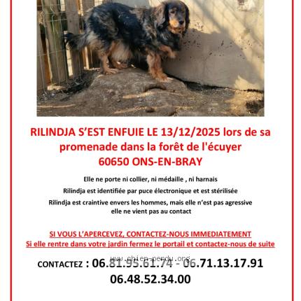 Photo 1/1 Chien retrouvé Perdu à Ons en bray