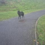 Photo de chien trouvé à Aucamville