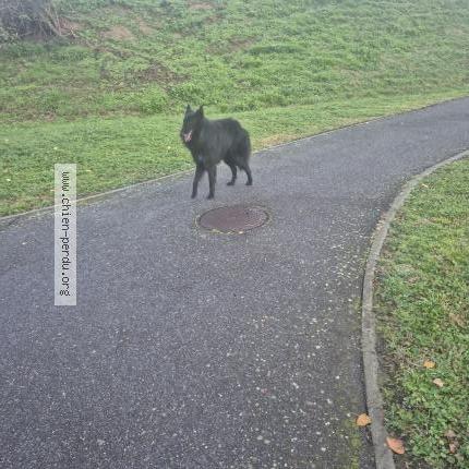 Photo 1/1 Chien trouvé Trouvé à Aucamville