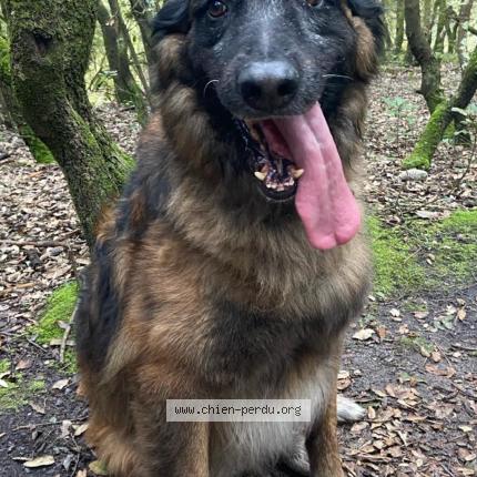 Photo 1/1 Chien retrouvé Perdu à Choussy