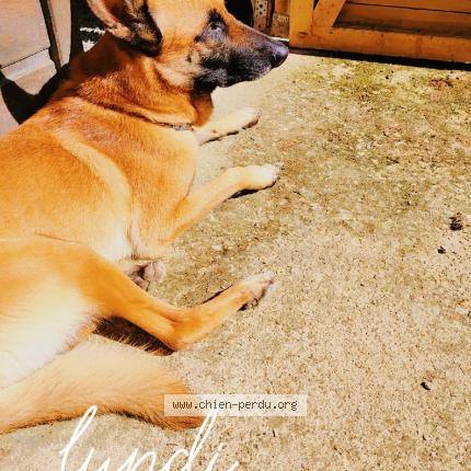 Photo 1/1 Skyppy Chien perdu à Ruffec