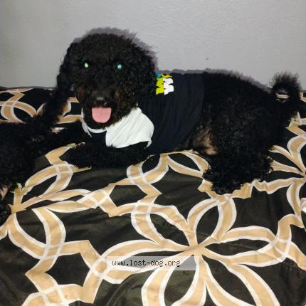 Photo 1/1 Dog Chien perdu à Orlando