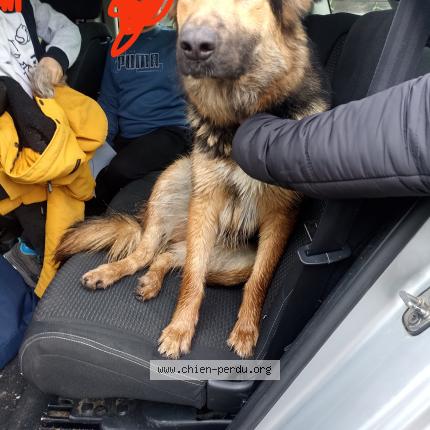 Photo 1/1 Chien retrouvé Trouvé à Plaisance