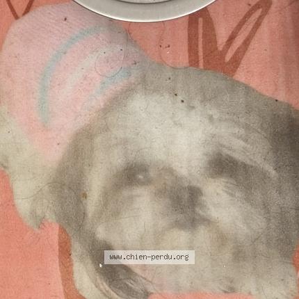 Photo 1/1 Jessy Chien perdu à Perpignan