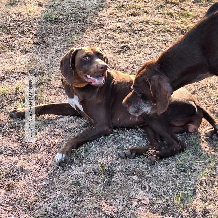 Photo 1/1 Spide Chien perdu à Pineuilh