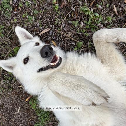 Photo 1/1 Chien retrouvé Perdu à Le mesnil saint denis