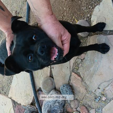 Photo de chien trouvé à Tucson