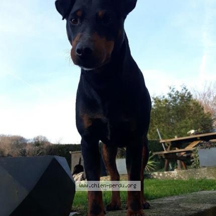 Photo de chien perdu à Perriers En Beauficel