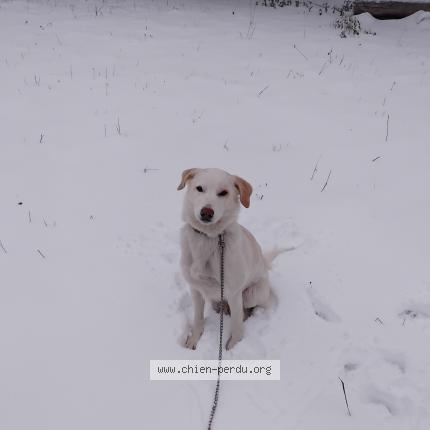 Photo 1/1 Tixie Chien perdu à St leger les melezes