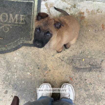 Photo 1/1 Ela Karadag Chien perdu à Viry chatillon