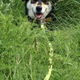 Photo de chien perdu à Treve