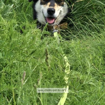 Photo 1/1 Romy Chien perdu à Treve