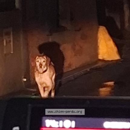 Photo 1/1 Chien trouvé Trouvé à Ventenac en minervois