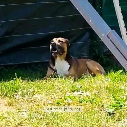 Photo 1/1 Rocky Chien perdu à Menard la barotier