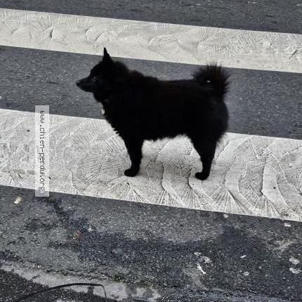 Photo 1/1 Chien trouvé Trouvé à Paris