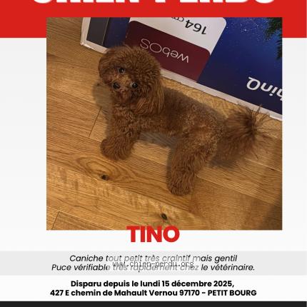 Photo 1/1 Tino Chien perdu à Petit Bourg