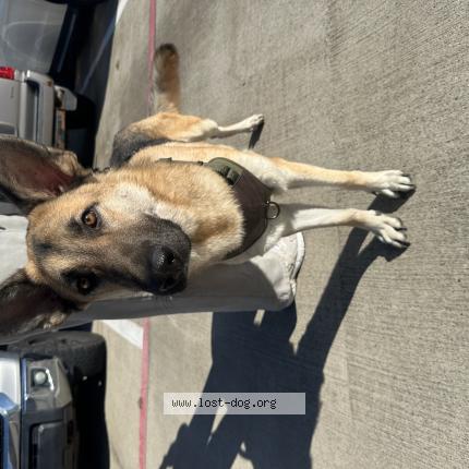 Photo 1/1 Chien trouvé Trouvé à Spring